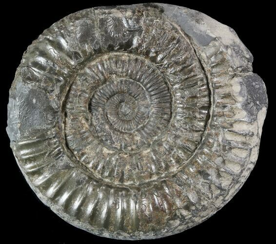 Dactylioceras Ammonite Fossil - England #52660